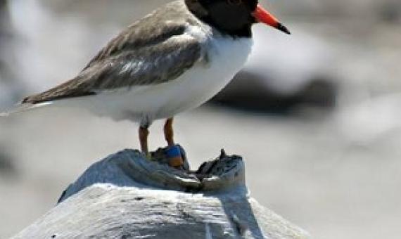 Shore plover numbers on Portland Island are in for a boost from Rocket Lab. Credit - Hawkes Bay Today