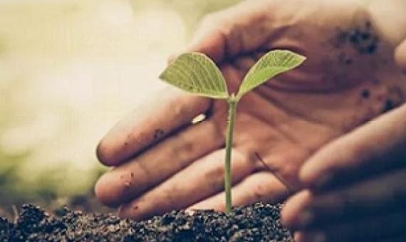 Back to the basics: Covid-19 pushes Pacific islands to take a harder look at sustainability development. Source - https://www.pacificislandtimes.com/ 