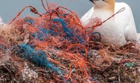 marine plastic litter. Credit: Pixabay/CC0 Public Domain