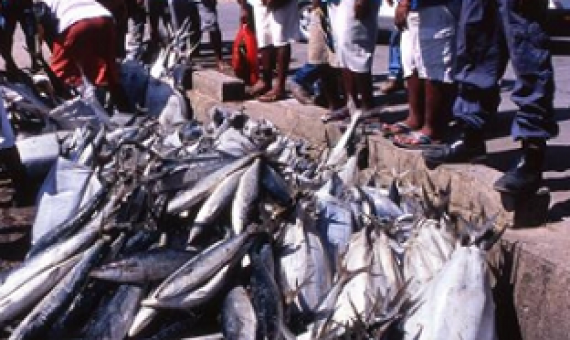 fish selling at Honiara Fish market. source: www.sprep.org