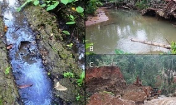 Evidence of an oil spill from the logging operation leaking into nearby streams. (B) Logging operation at the top of a mountain near a waterfall. (C) The 100 meter and 50 meter rule being violated. This picture is evidence that logging operations came in direct contact with the river and blocked the river. Photos: Wilson Saeni