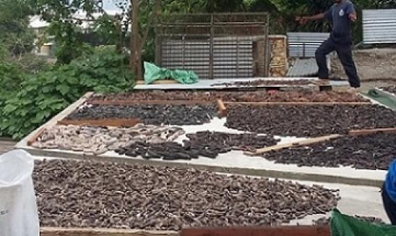 Fisheries: Beche-de-mer ban will not be lifted