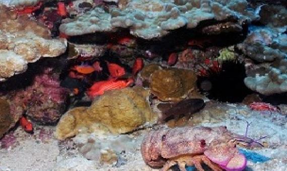 A regal slipper lobster on massive corals off the coast of Molokai in the main Hawaiian Islands. (NOAA/Ray Boland)