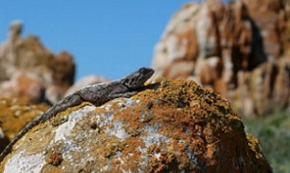 Some animals, such as lizards, tortoises and insects, will encounter thermal stress as a result of climate change. Credit: Dr Susana Clusella-Trullas