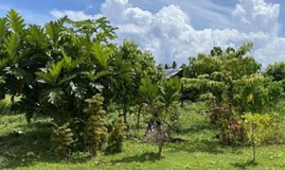 Medicinal plants being studies at the Scientific Research Organization of Samoa’s (SROS) medicinal garden. Image courtesy of Seeseei Molimau-Samasoni.