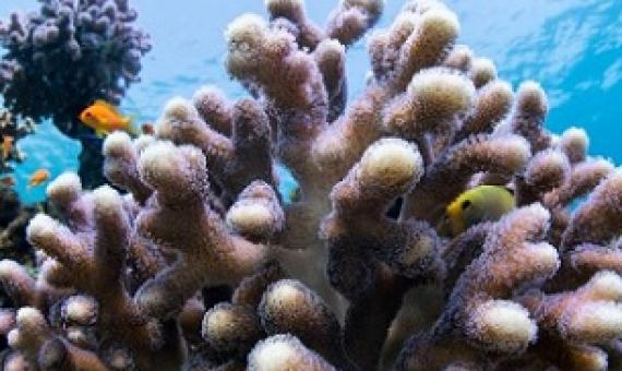 Stony corals pictured in their natural habitat in the Gulf of Eilat, at the northern tip of the Red Sea. Credit: Hagai Native/University of Haifa