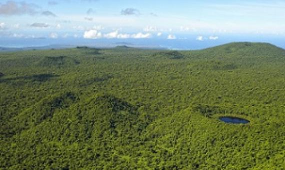 Upland Forest, Savaii Island. Credit - Stuart Chape
