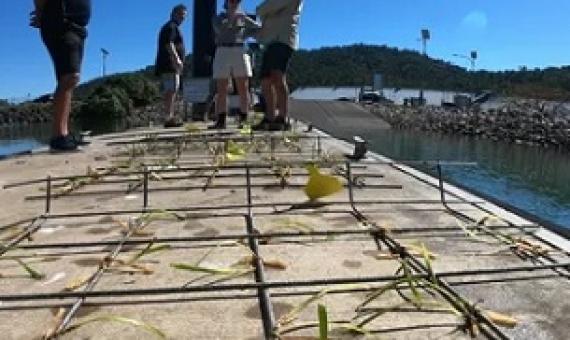 Planting frames with seagrass in Mourilyan Harbour, Queensland. Scientists are trying to regrow seagrass meadows near Cairns. Photograph: James Cook University