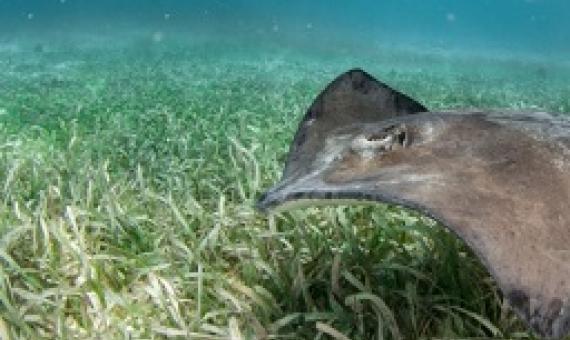 Stingrays patrol a seagrass bed in Belize in search of prey. Seagrasses provide food, habitat, and refuge for fish, turtles, and many other sea creatures. Shah Selbe/Getty Images