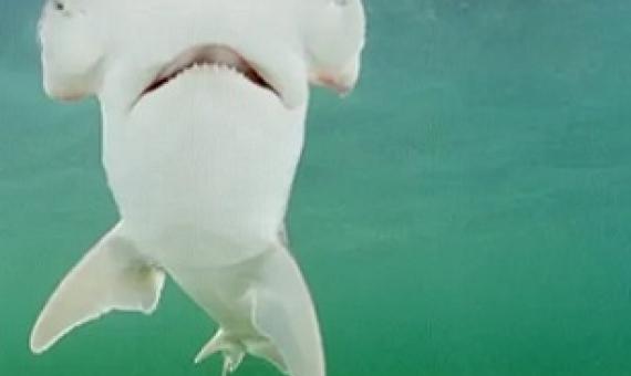 A bonnethead shark, seen off Key Largo, Florida. Photograph: Alamy Stock Photo