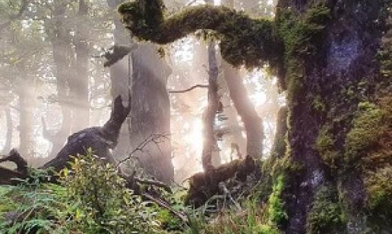 Credit - RNZ/Sally Round