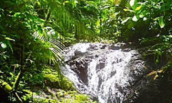 Sirebe Rainforest Conservation Area, Choiseul Province, Solomon Islands. credit - NRDF