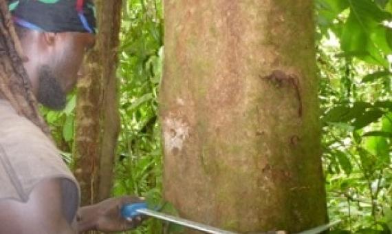 A ranger doing inventory for carbon calculation. Credit - Sirebe Tribal Association