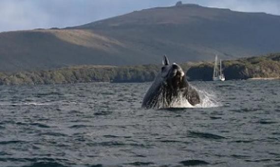 A southern right whale calf breaches in the subantarctic Auckland Islands. University of Auckland tohorā research team, Author provided