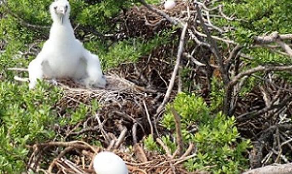 Young Kota'a with eggs. Credit - Te Ipkukarea Society