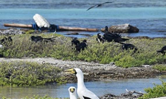 Masked Booby (Lulu pair) with a derelict drifting polystyrene foam and bamboo Fish Aggregation Device (FAD) in the background. Credit - www.cookislandsnews.com