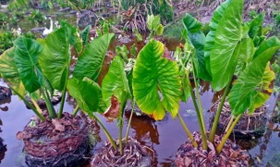 Swamp taro, Abaiang Island. Kiribati. Credit - V. Jungblut, SPREP