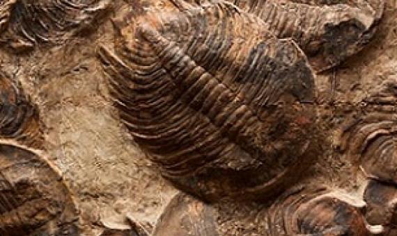 1 / 1Trilobites were ancient arthropods that filled the world’s oceans from the early Cambrian, some 520 million years ago, until the mass extinction at the end of the Permian, 252 million years ago. Credit: Shutterstock/Tami Freed