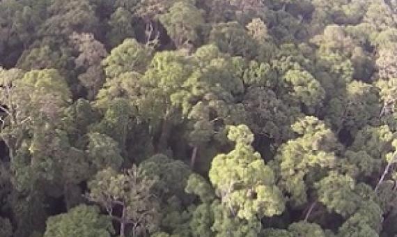 the diverse rainforest in Sabah. Credit: Sol Milne, University of Aberdeen