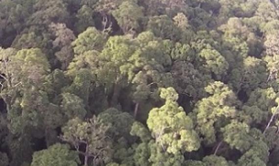 Tropical forest, Sabah, Malaysia