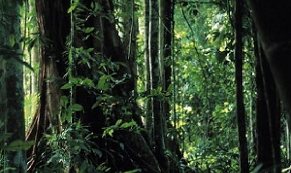 Image by Lorette Dorreboom/Greenpeace.