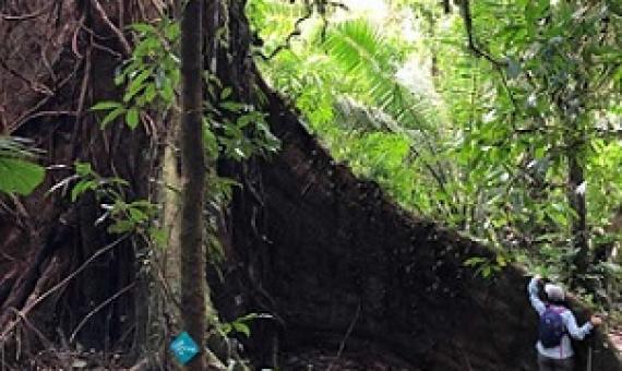Huge and ancient canopy trees like this one are home to many species and store a large amount of carbon. Image courtesy of A.J. Hansen.