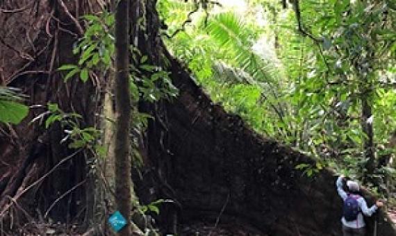 tropical forest. Credit - A.J. Hansen