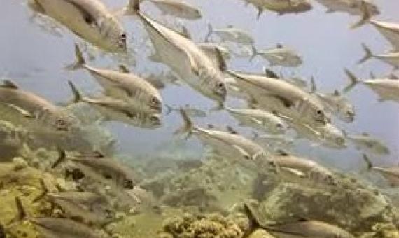    Marianas Trench is the deepest place on Earth. Photo courtesy of NOAA