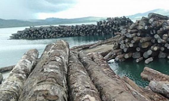 Tubi logs lying on the sea front at Korona log camp. The logs may lose their monetary value if they remain there for that long. Source -https://pina.com.fj/  