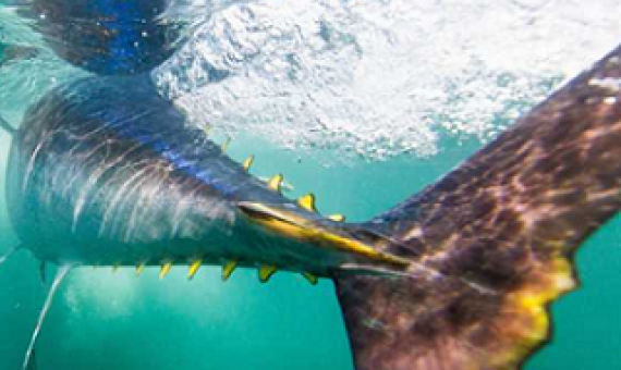 A new study finds that tuna harvests, including of some species considered "vulnerable," have increased by an astonishing 1,000% in the last 60 years — a rate that some scientists warn is unsustainable. [NiCK / Getty Images]