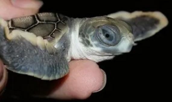 A baby flatback turtle. Queensland’s environment department has been finding many hatchlings dead or stranded since the start of hatching season. Photograph: Queensland Department of Environment and Science