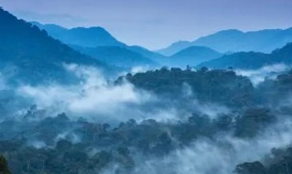 The primeval Bwindi Impenetrable Forest, a World Heritage Site, in Uganda. Photograph: John Dambik/Alamy