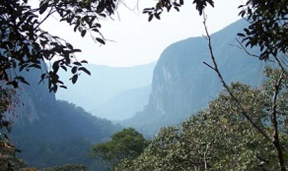 A view from the canopy at Gunung Mulu's heath forest, dominated by Shorea albida. Sarawak, Borneo. Credit: Dr Lindsay F. Banin
