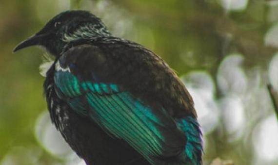 Tui bird in a tree. photo: 123rF
