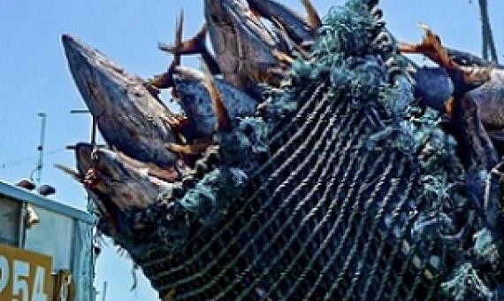 Tuna fisheries. credit - FFA