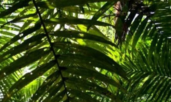 Turku scientists “race against the clock” to save biodiversity. credit - https://www.earth.com/