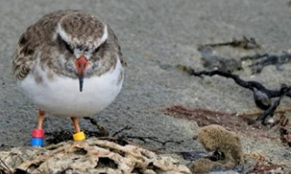 Wearing its leg bands is one of the tūturuatu. credit - Dominion Post