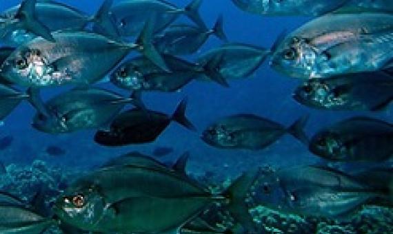 Barred Jacks at Molokini Crater. Photo credit: Whitney Goodell