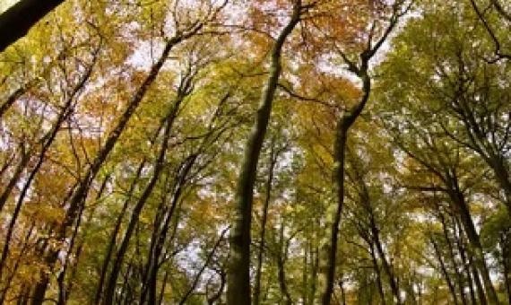 Shell would need an area roughly the size of Italy to offset 35% of its emissions by 2050 using ‘land-based’ techniques, such as tree planting. Photograph: Geoffrey Swaine/Rex/Shutterstock