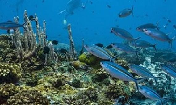 Unknown coral species hauled up in bottom trawling nets - report. Credit -  Photo: AFP / Christoph Gerigk / Biosphoto
