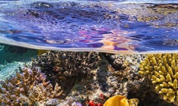 The shallow waters of Mayotte Island in the Indian Ocean. Credit -  Ocean Image Bank/Gaby Barathieu 