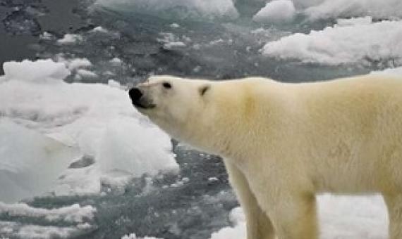 Credit - https://phys.org/