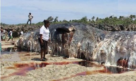 Beached sperm whale, Eton Beach, Vanuatu. Photo: Lynda Tovo