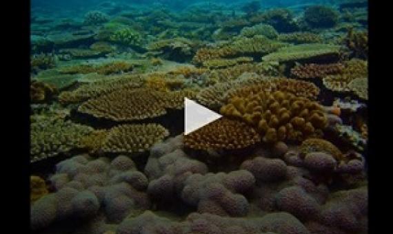 VIDEO: ABOUT 200 WORDS + 19 STATIC IMAGES IN 23 SLIDES WERE SHOWN IN VIDEO FORMAT FOR 2 MINUTES 37 SECONDS WITH BACKGROUND MUSIC. CREDIT: IMAMURA ET AL. (2020)