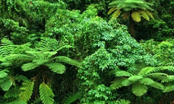 After Aboriginal people were forced from their land, the rainforest understory thickened and became a bushfire risk. Credit - Shutterstock