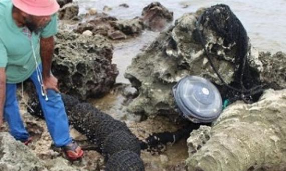 Part of a drifting FAD washed up on a beach. Photo: A. Durbano, Association Hô-üt’, New Caledonia.