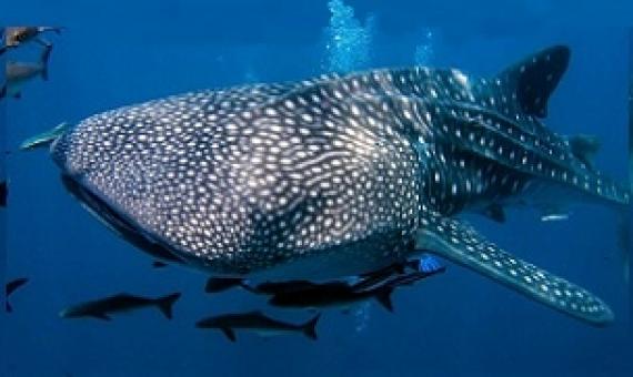 Whale Shark. Credit - Shutterstock