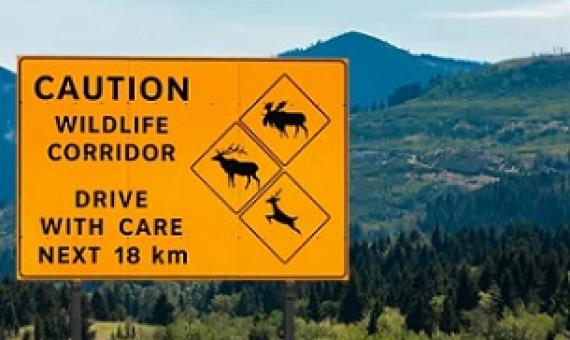 Wildlife corridors help reduce human-wildlife conflict by connecting fragmented habitats. Credit - Shutterstock