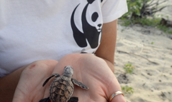 WWF officer holding a juvenile hawksbill turtle. source - www.royalcarribeanblog.com