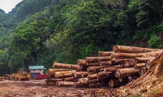 The impacts of logging on Rennell Island. Credit - Zahiyd Namo